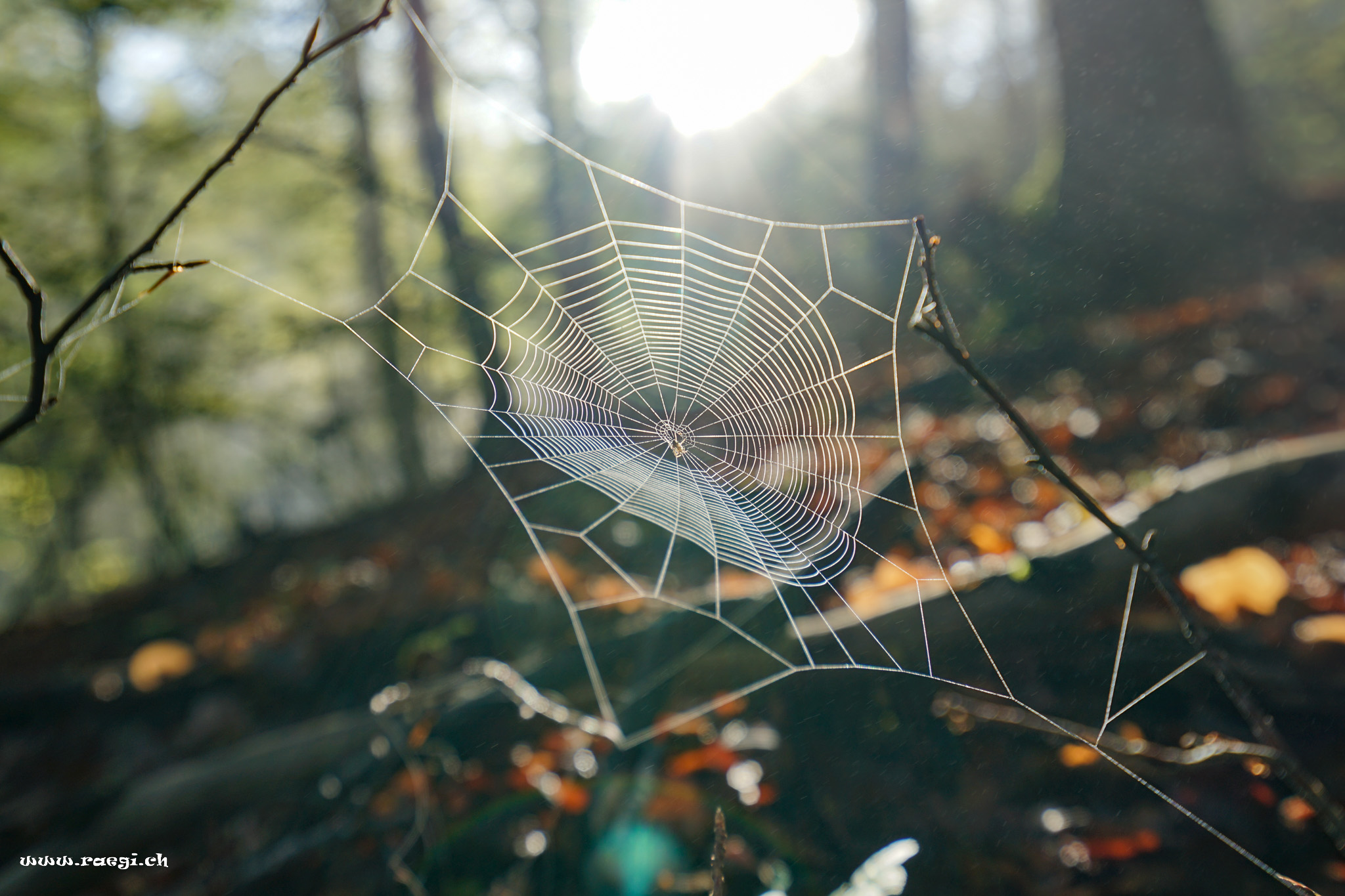 Spinnennetz