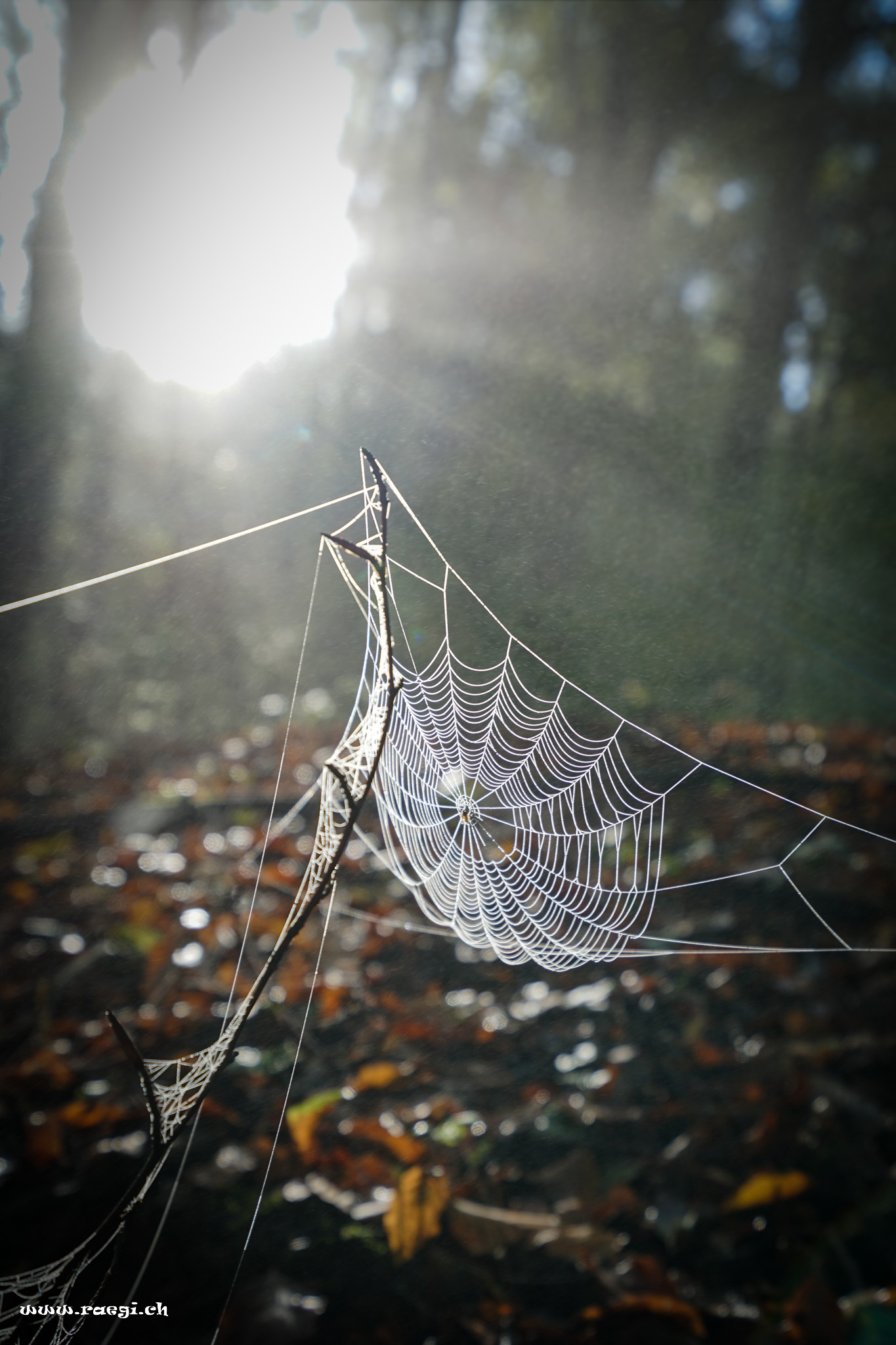Spinnennetz im Herbstwald