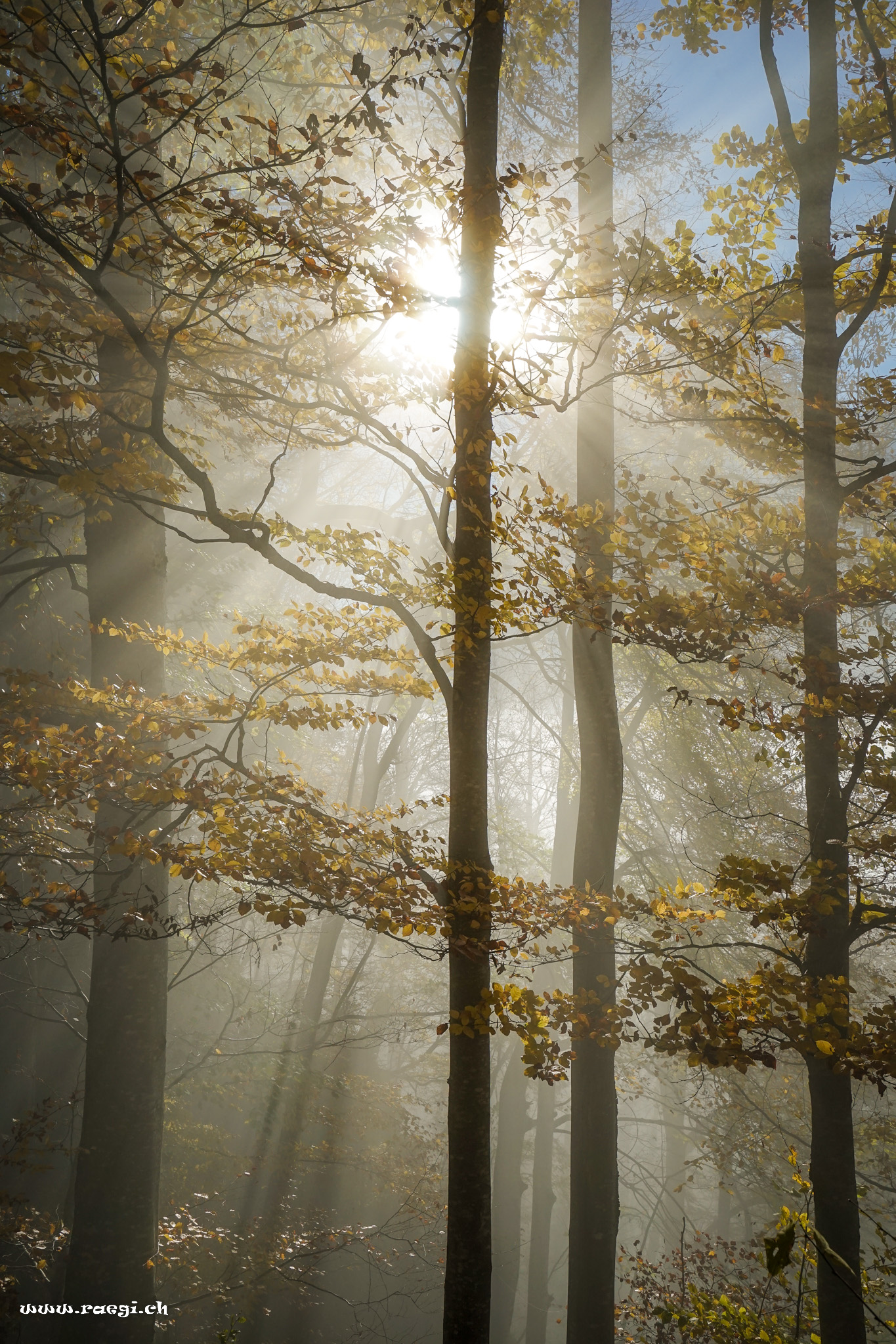 Die Sonne dringt durch den Nebel