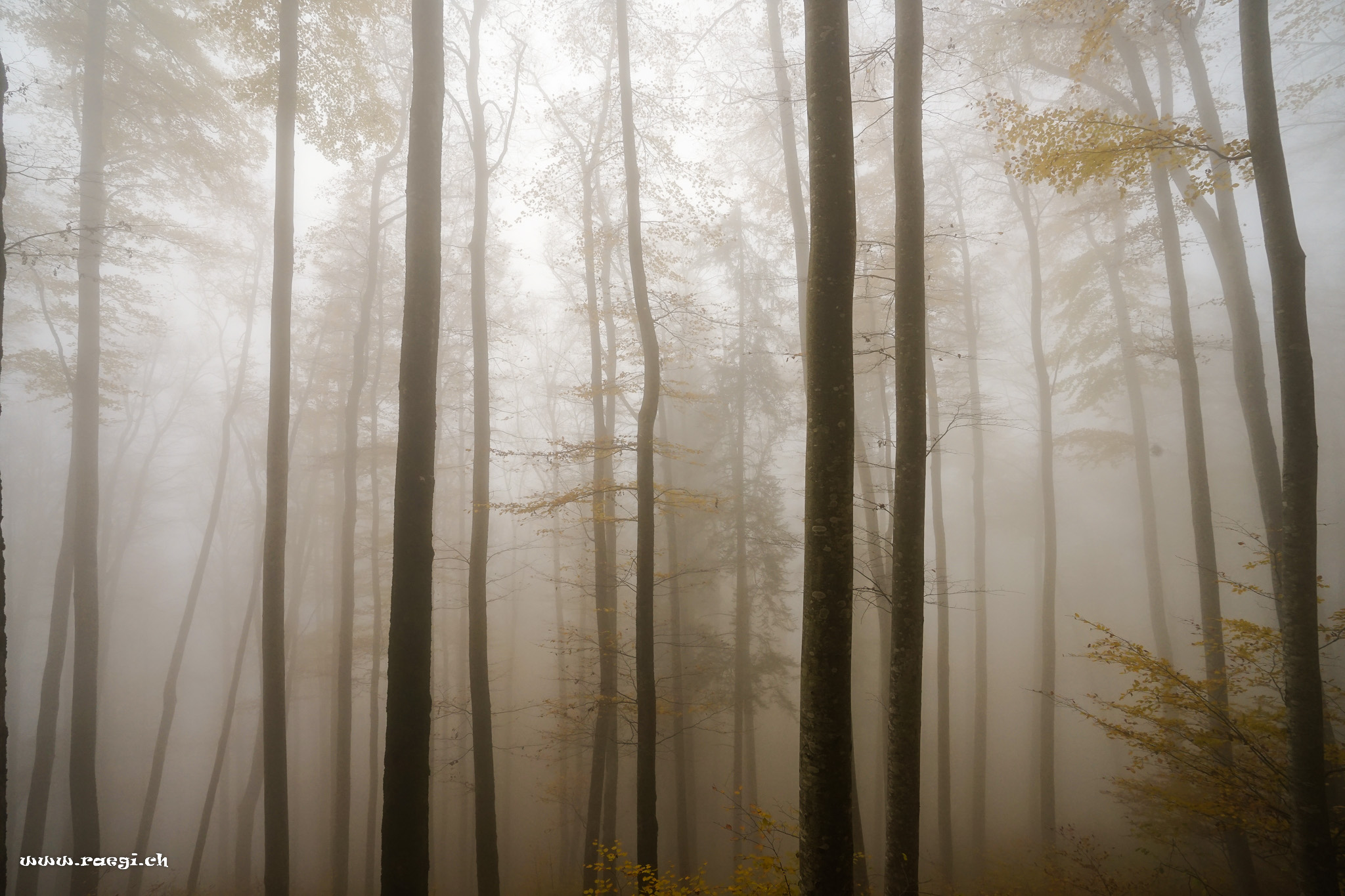Herbst