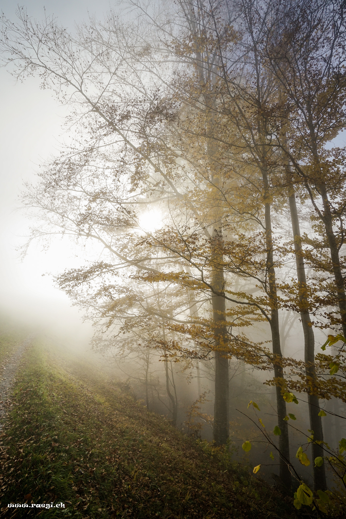 Sonnenstrahlen im Nebel