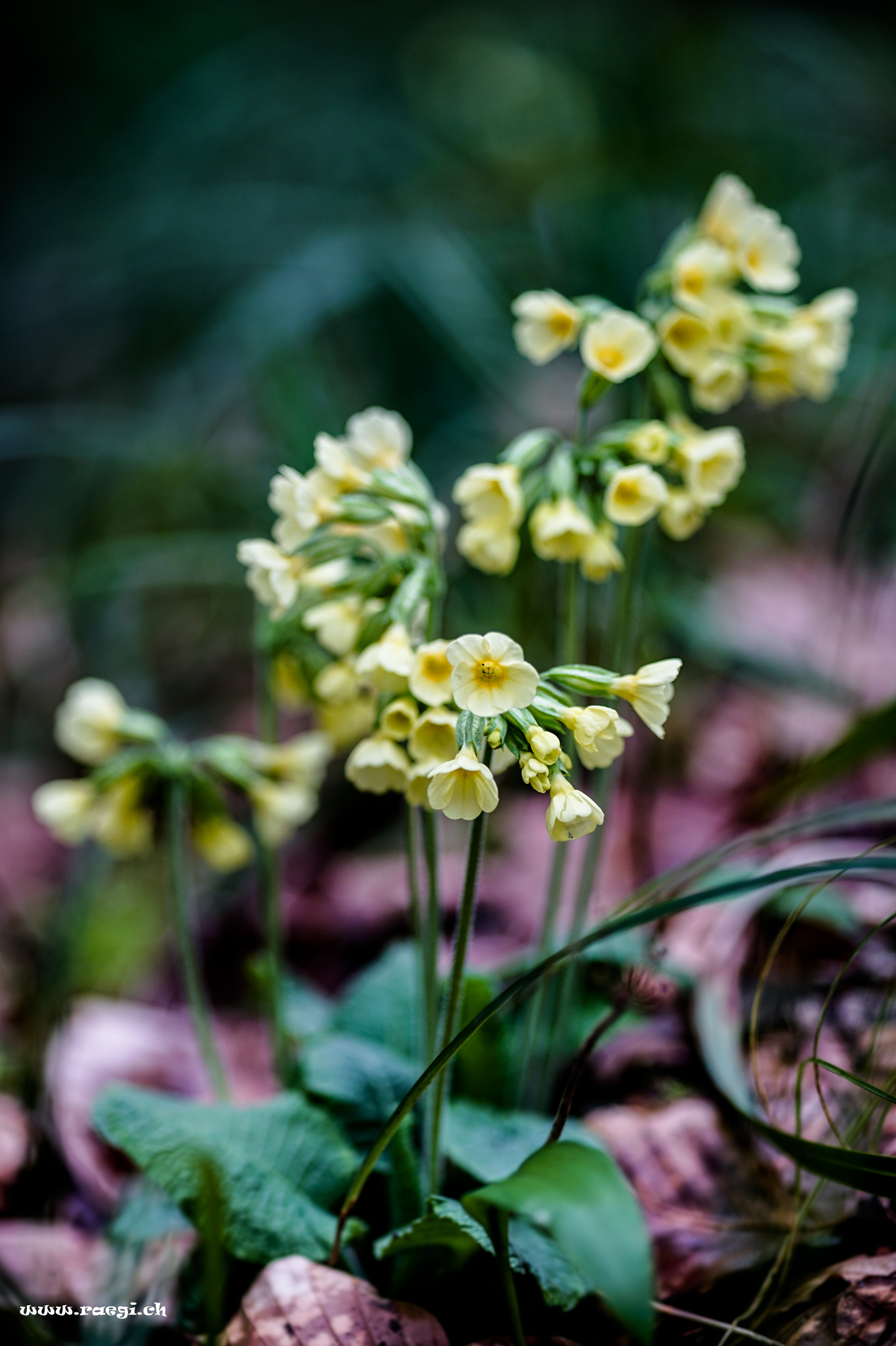 Schlüsselblume