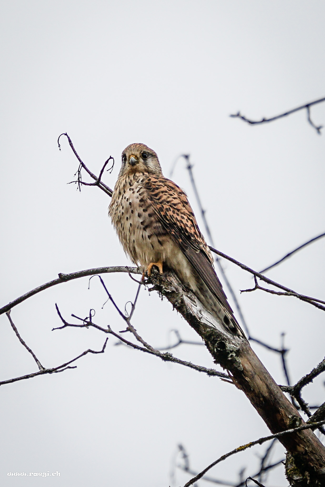 Turmfalke