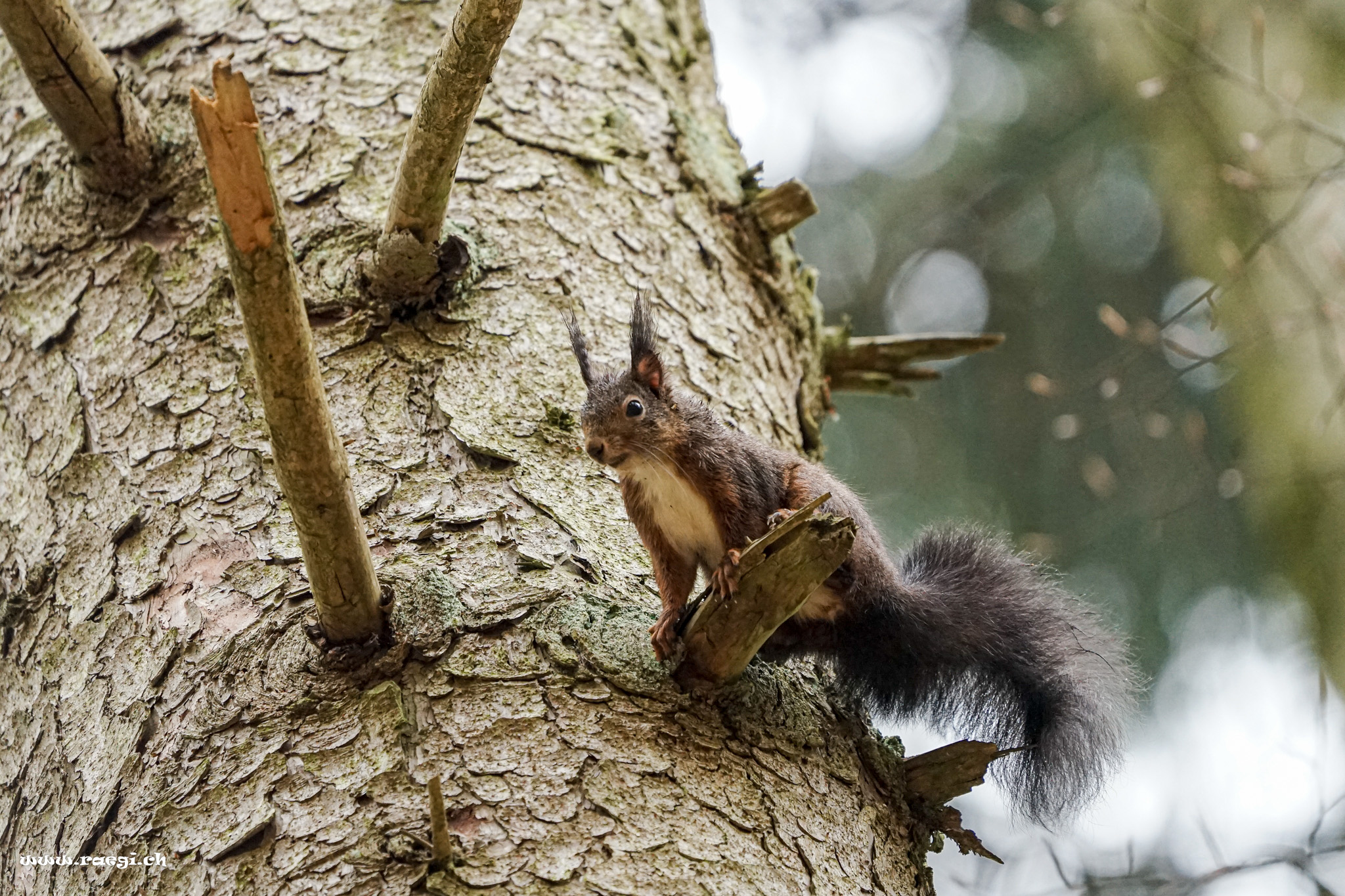 Eichhörnchen