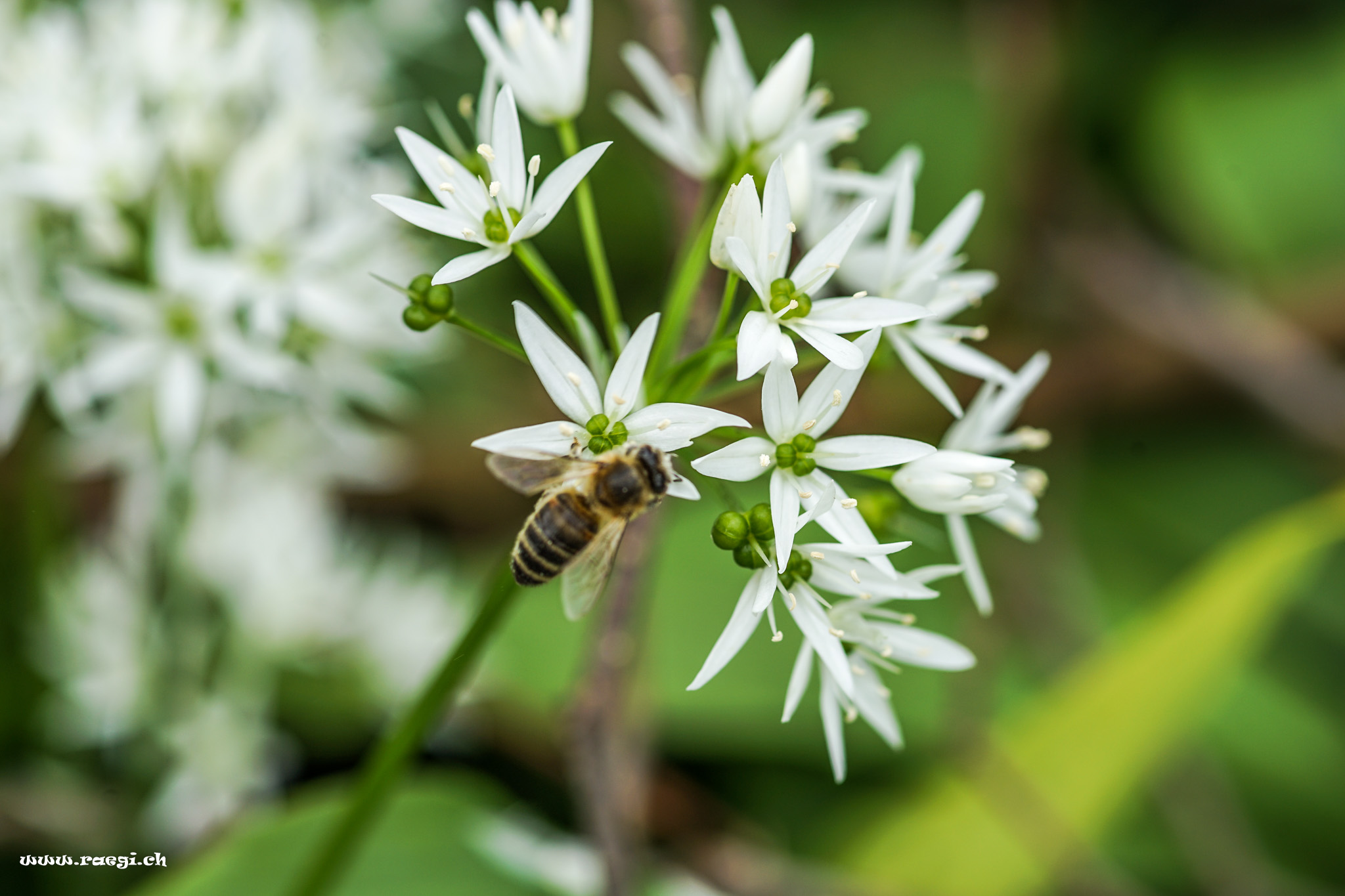 Biene auf Bärlauch