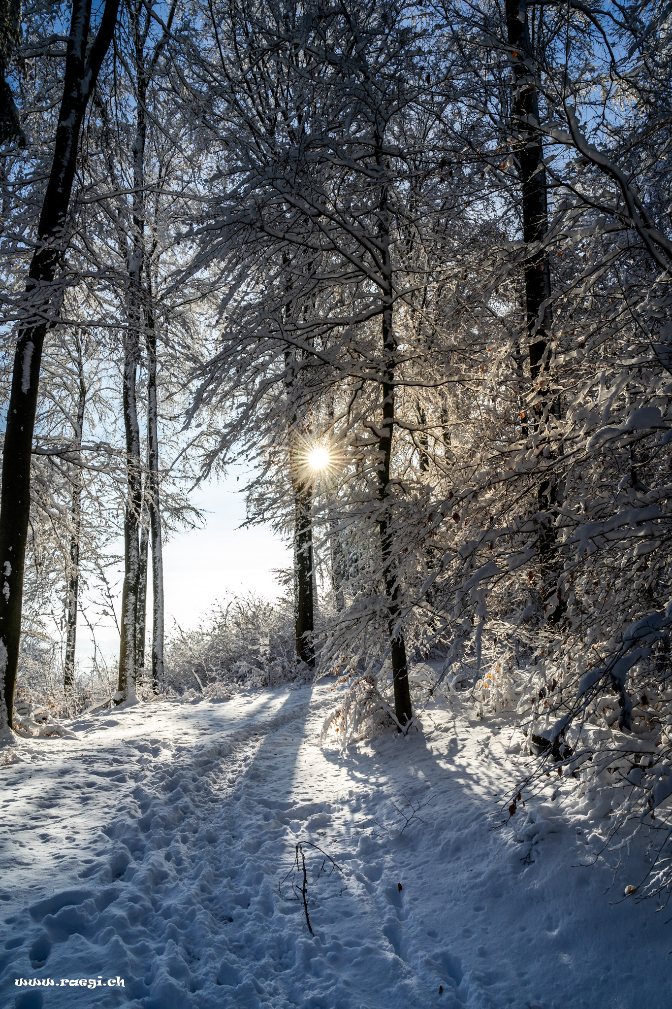 Winterwald