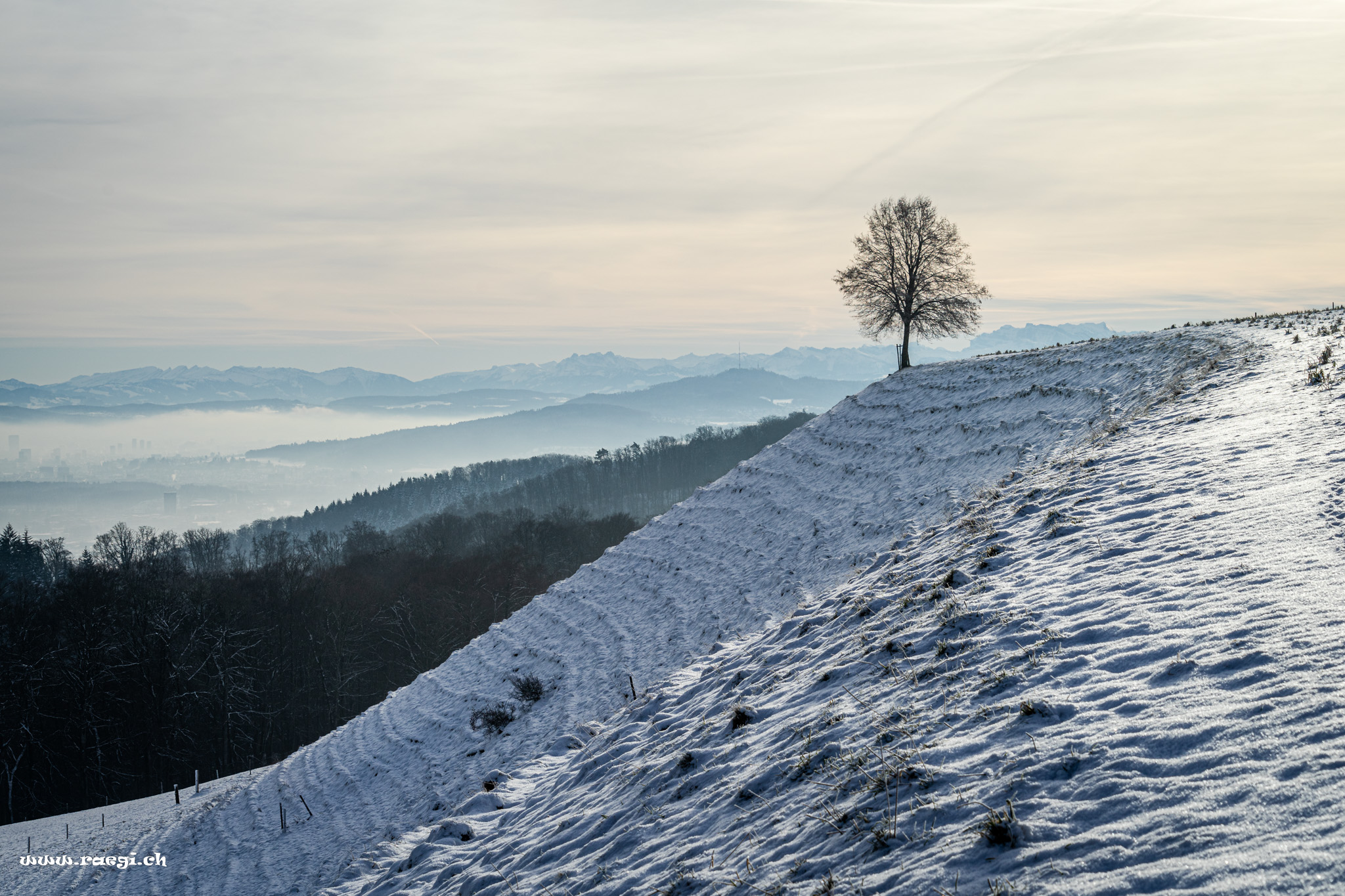 Einsamer Baum auf dem Sennenberg