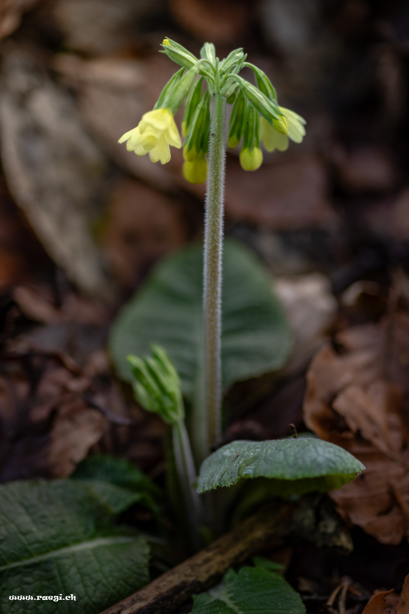 Schlüsselblume
