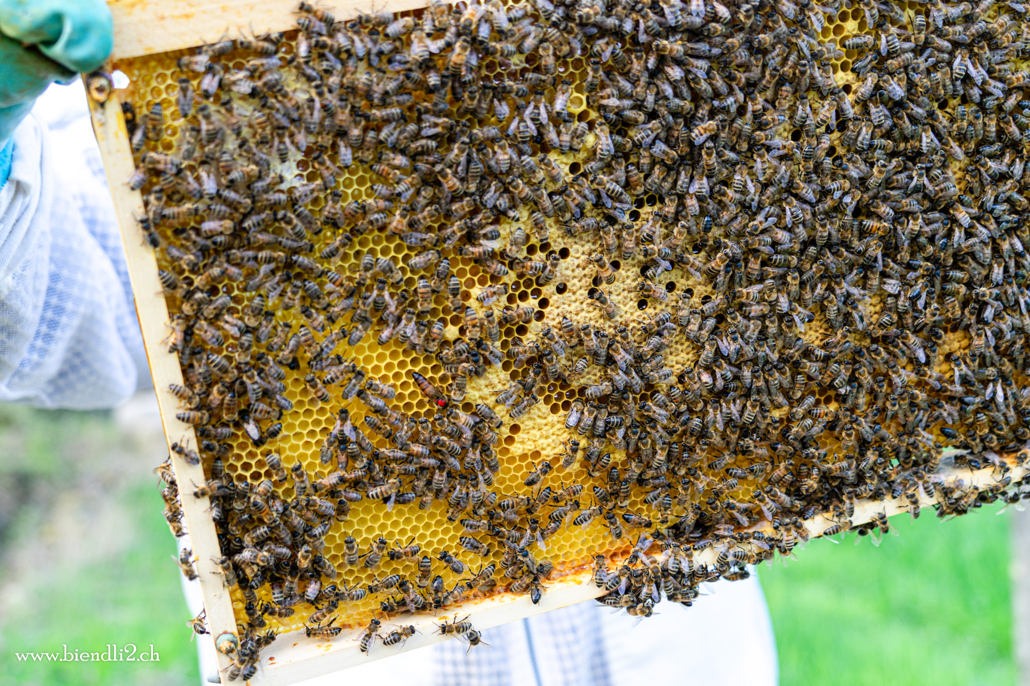 Bienenwabe