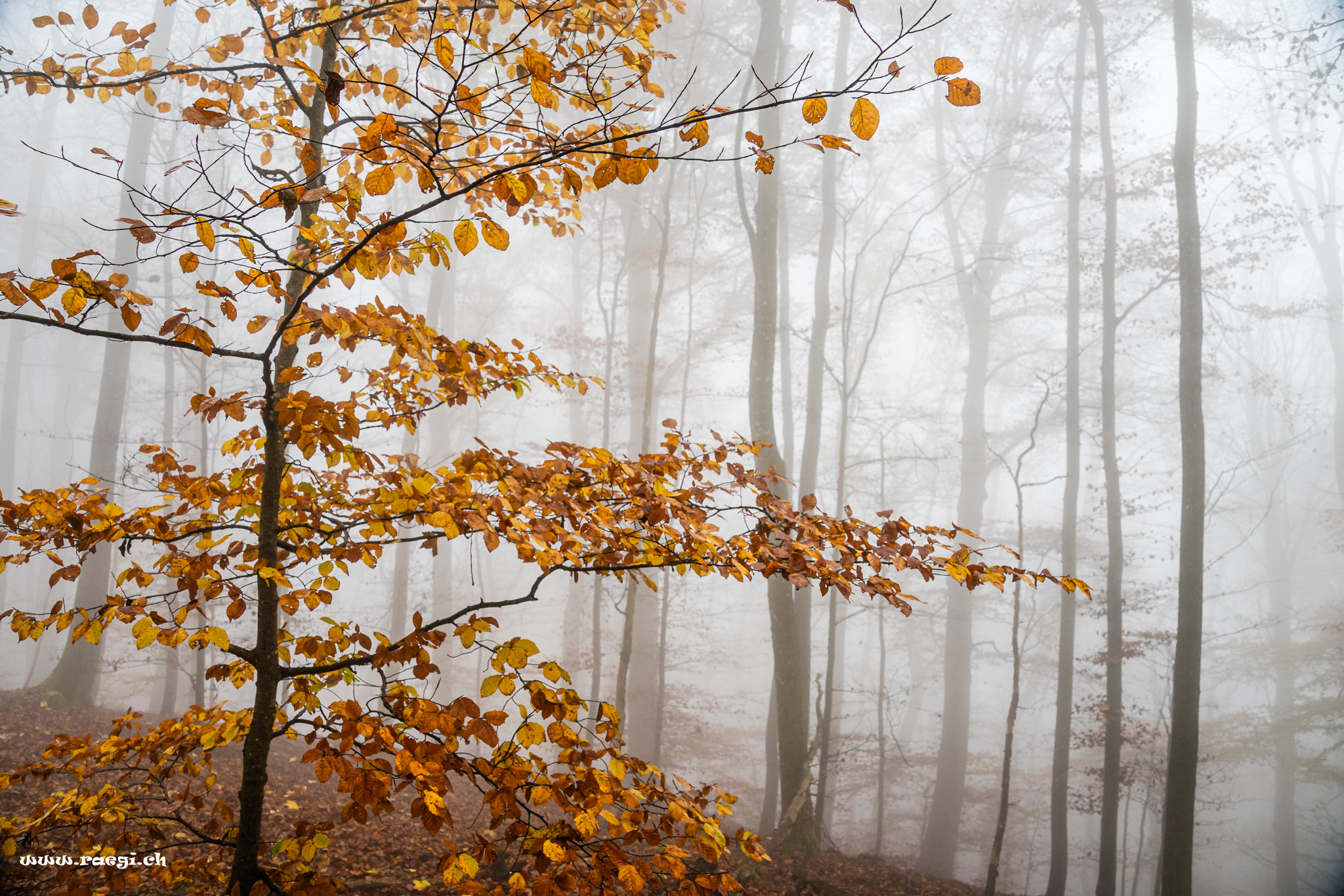Autumn fog