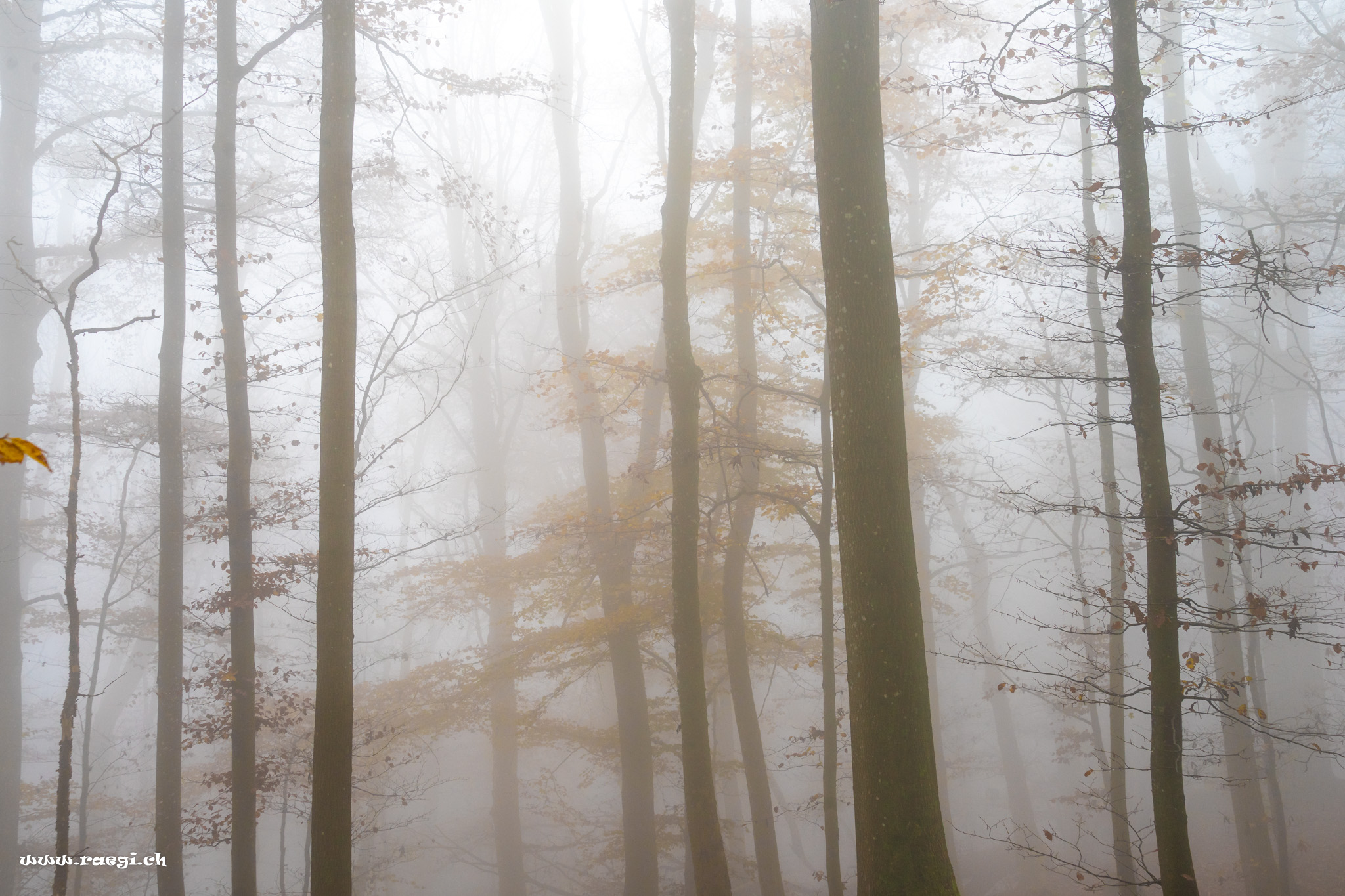 Autumn fog