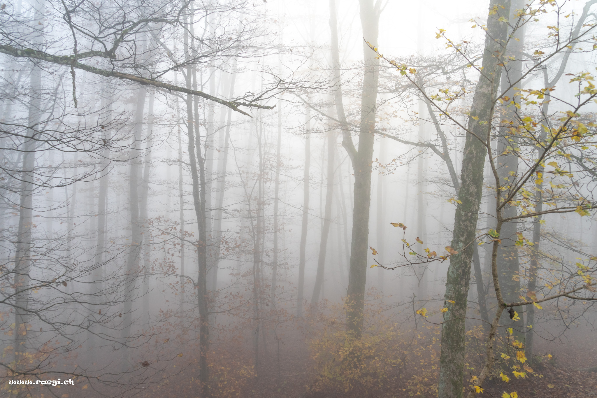 Autumn fog