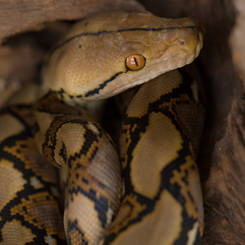 In den uferdickichten des tropischen regenwalds lebt der hoatzin ( . Reticulated Python | Rainforest Animals
