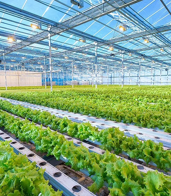 Krishna Yadav – Hydroponic Farming