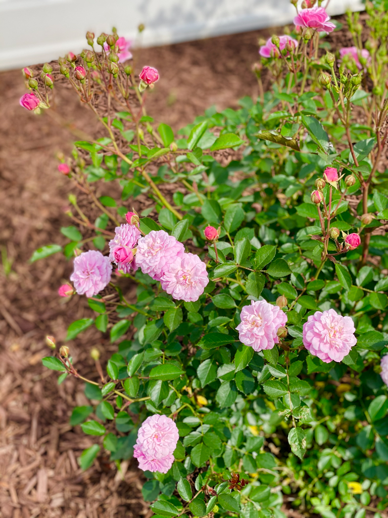 How to Keep Fresh Cut Roses Indoors Ramnaths Away