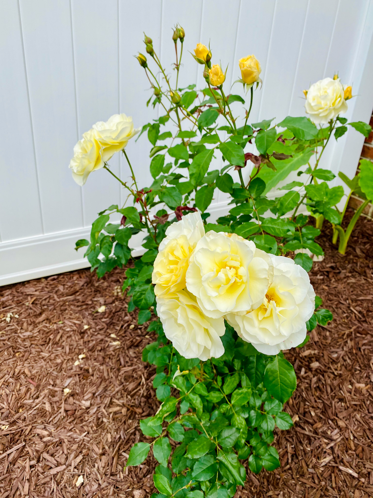 How to Keep Fresh Cut Roses Indoors Ramnaths Away