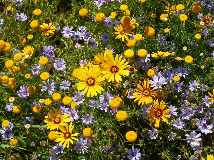 Check spelling or type a new query. The First Day Of Spring In South Africa Random Harvest News