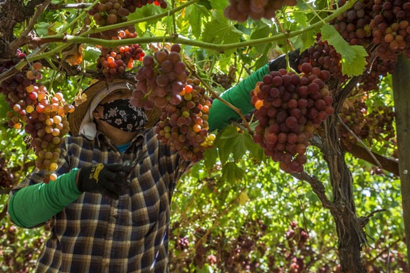 grapes jpeg
