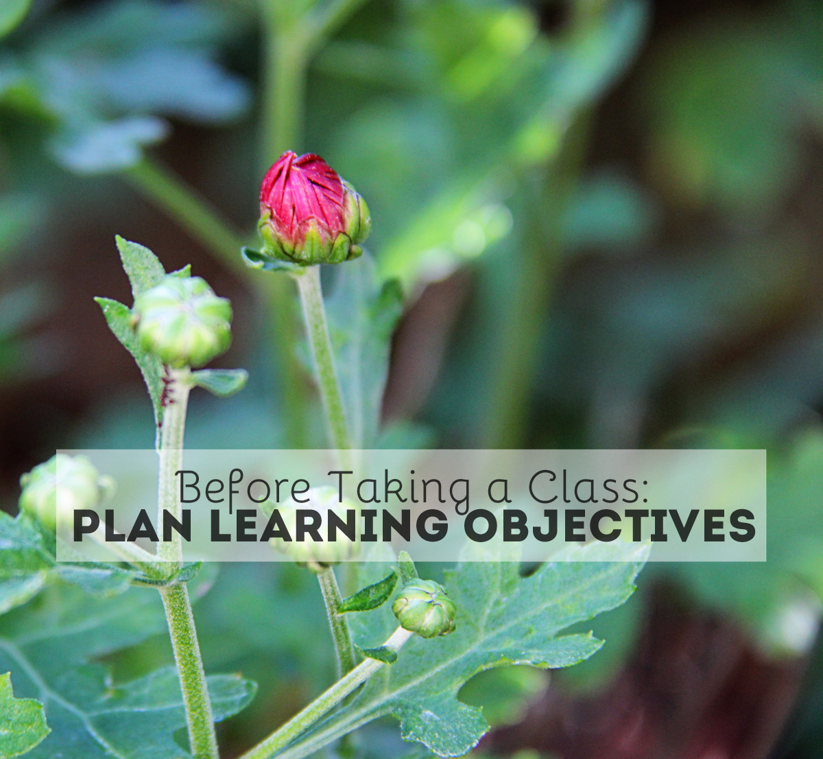 Plan Your Learning Objectives Before Taking A Class Random Olive Plan Your Learning Objectives Before Taking A Class Random Olive