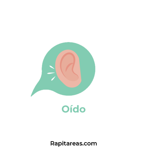 Oído