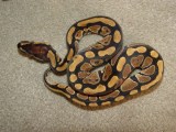 Ball Python Rare Pets Breeds Rpb