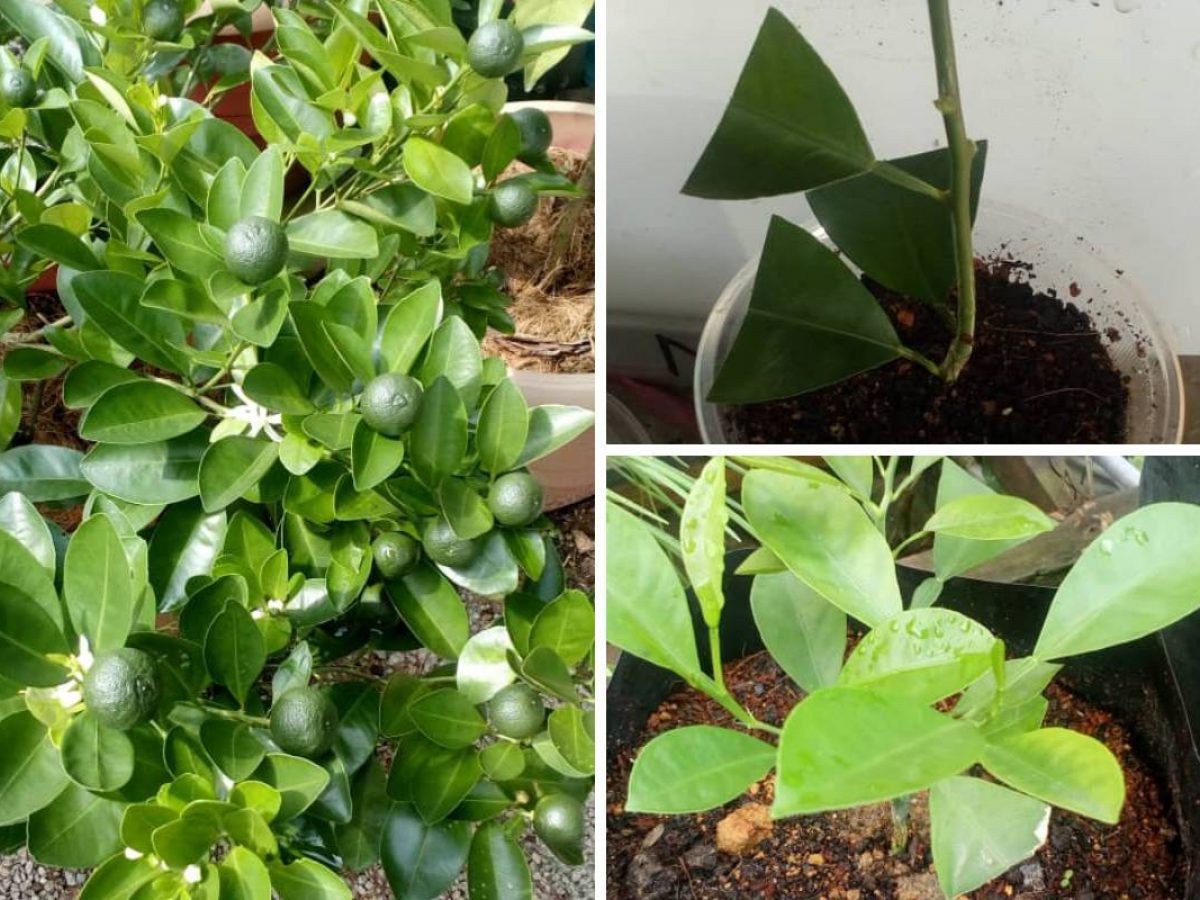 Letak pokok di tempat teduh.guna baja organik. Teknik Tanam Pokok Limau Kasturi Hanya Cucuk Ranting Dalam Tanah