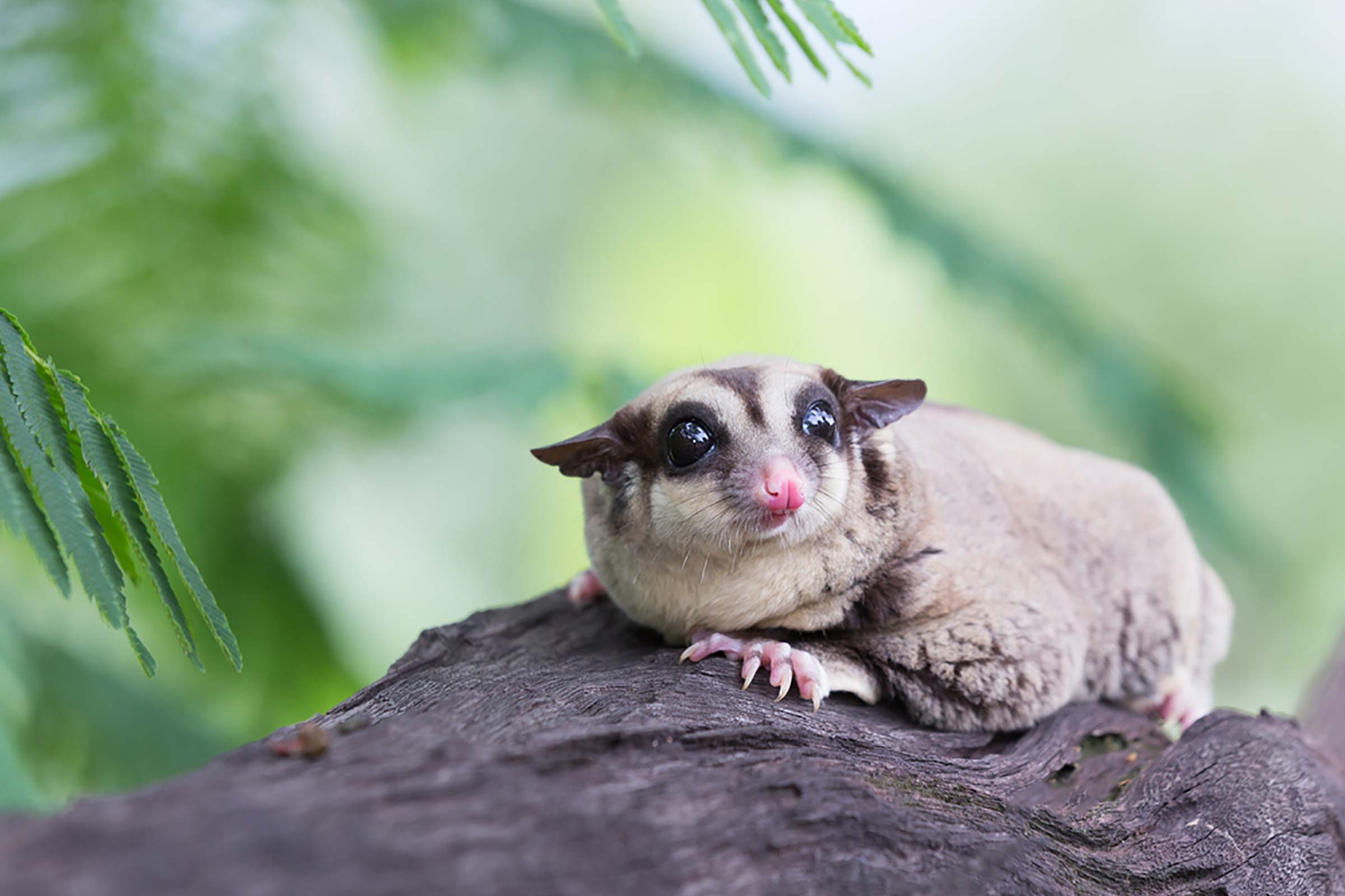Stories of corgis pulling fairy coaches, herding fairy cattle, and carrying fairy warriors abound in wales. 100 Cute Animal Pictures That Will Make Your Day