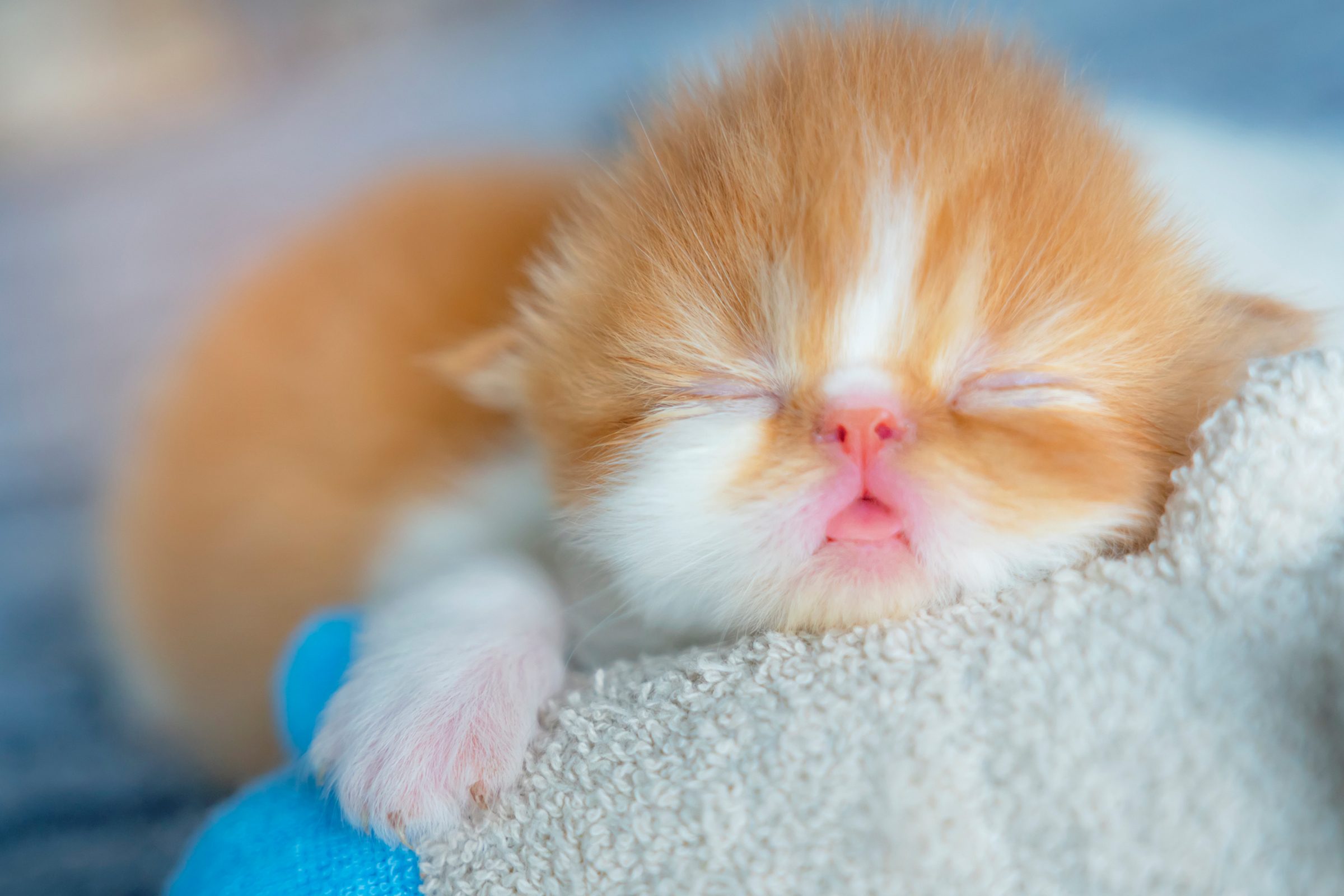 50 of the cutest photos of kittens sleeping