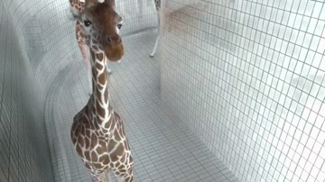 Decorate your laptops, water bottles, . Hello - Reaction GIFs