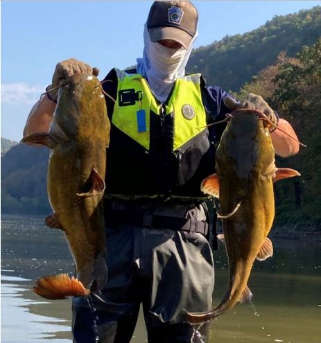 Pennsylvania's game and fish threatened by invasive species, disease ...