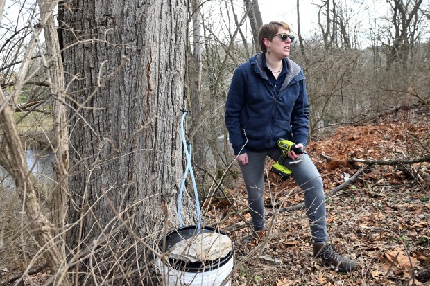 Lisa Gauker, recreation and special events supervisor for the Berks County Department of Parks and Recreation, demonstrates how to tap a maple tree for sap. (BILL UHRICH - READING EAGLE)