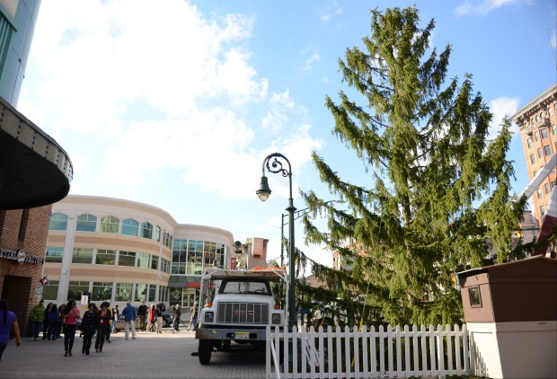 Reading's Christmas tree was just about set to be trucked off by city workers Monday when Council President Francis G. Acosta decided it should stay. Workers had removed the tree's decorations. A re-dedication is set for Saturday, Dec. 6, and the tree will get one single red ornament, just like the Christmas tree in the classic Charlie Brown story.