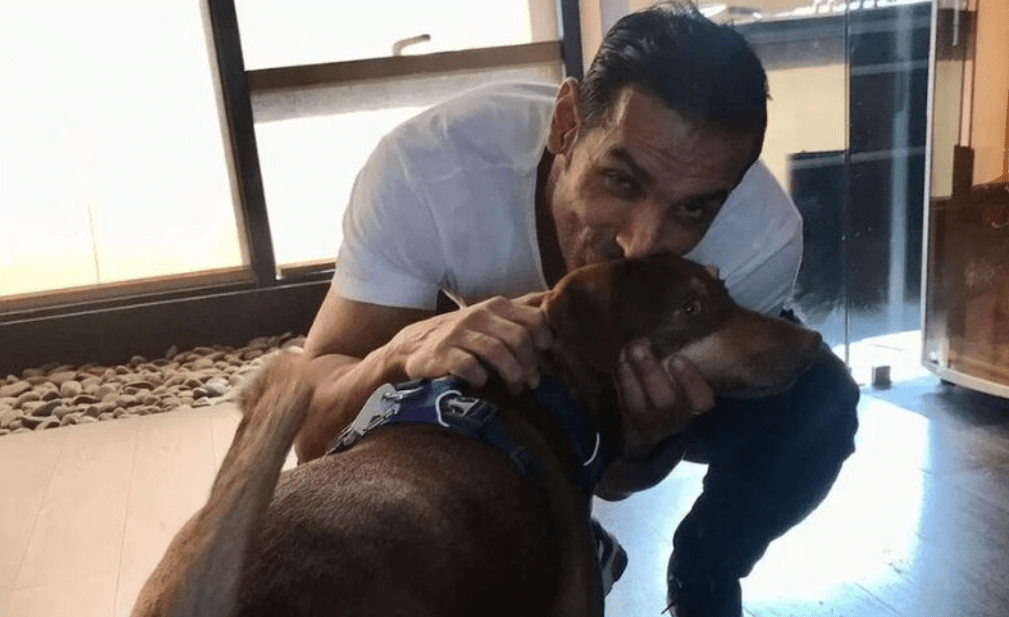 John Abraham Thanks Supreme Court For Modifying Stray Dogs Verdict, Welcomes SC Order On Delhi-NCR Community Dogs