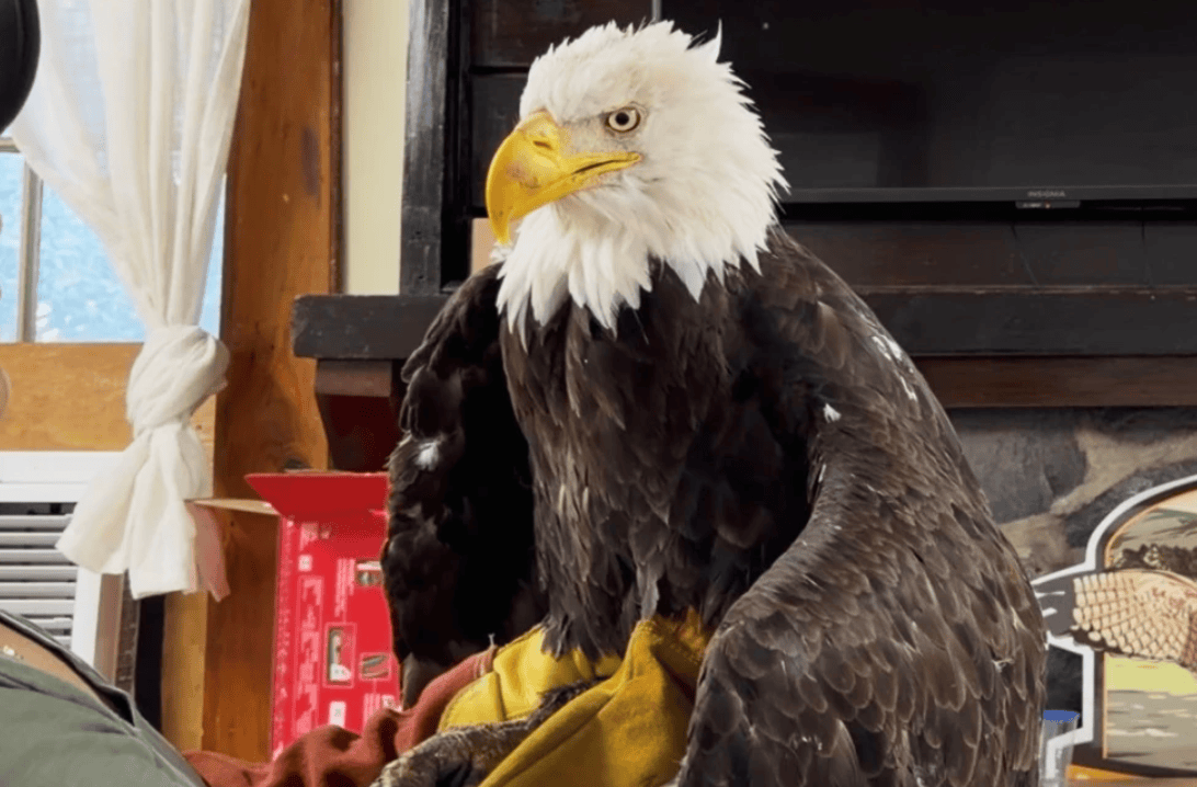Bird flu caused the death of Jackie, a California bald eagle who captured hearts
