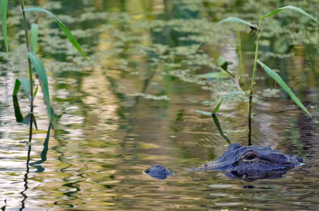 Fisherman, 71, killed by 12-foot alligator alongside Florida lake