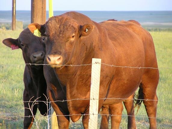 beefalo