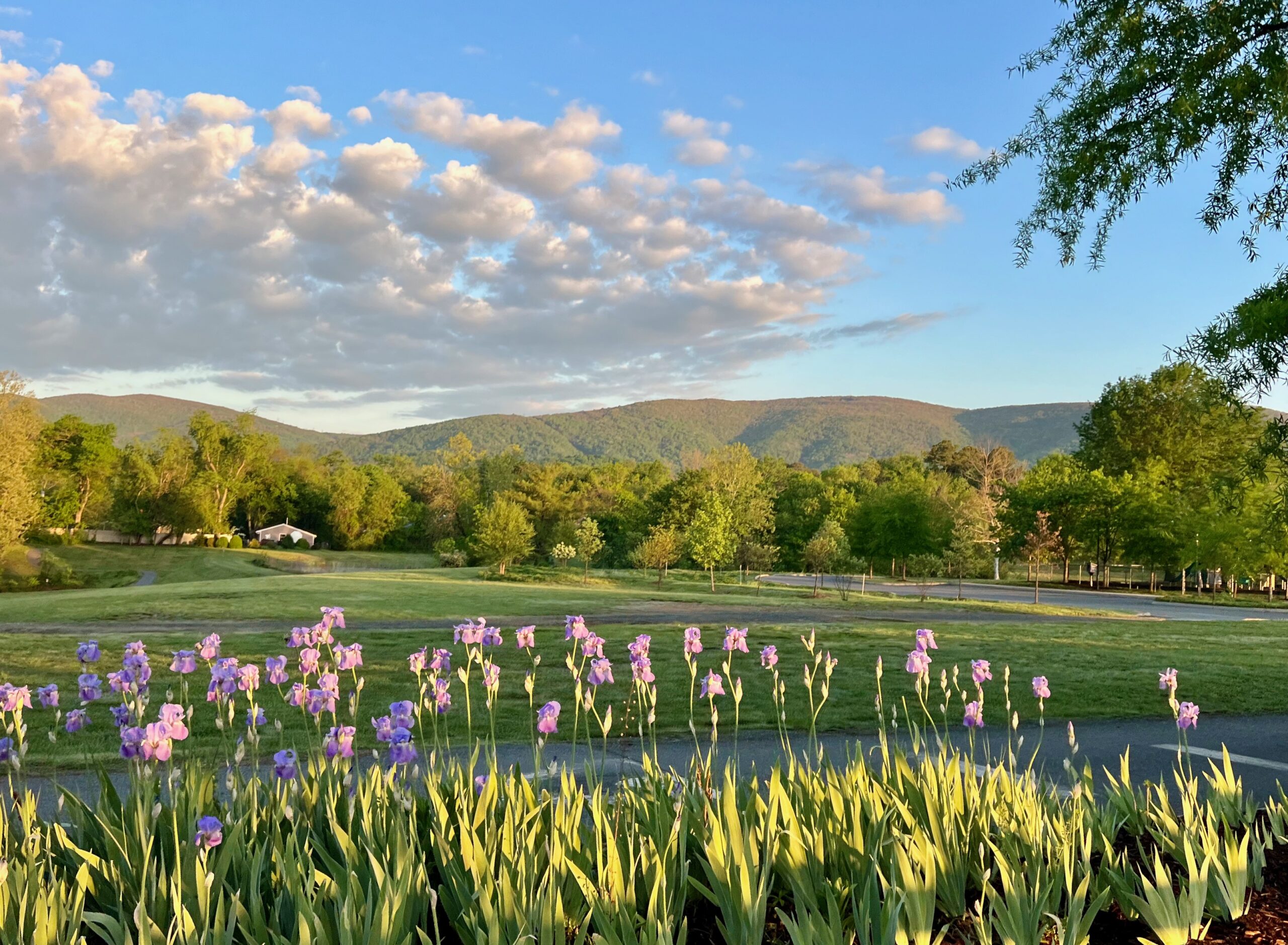 Flowers, mountains, morning light in Crozet