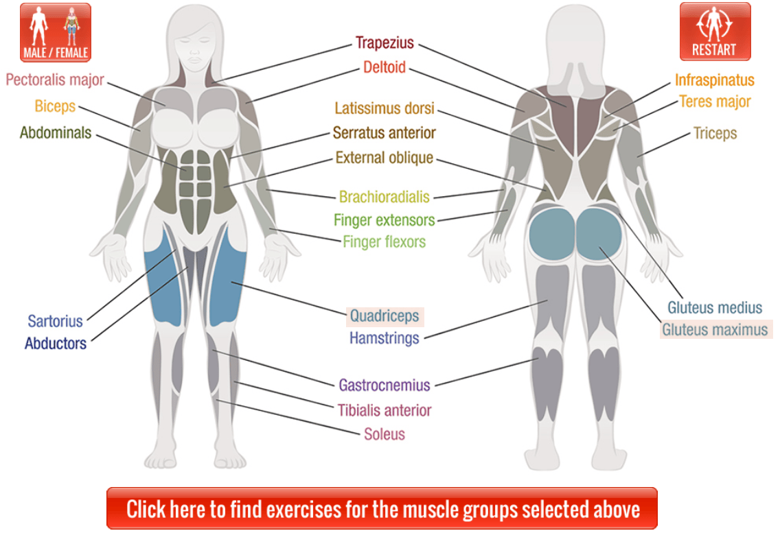 General Chat Real Muscle Forums Body Building And Fitness Forums Interactive Body 