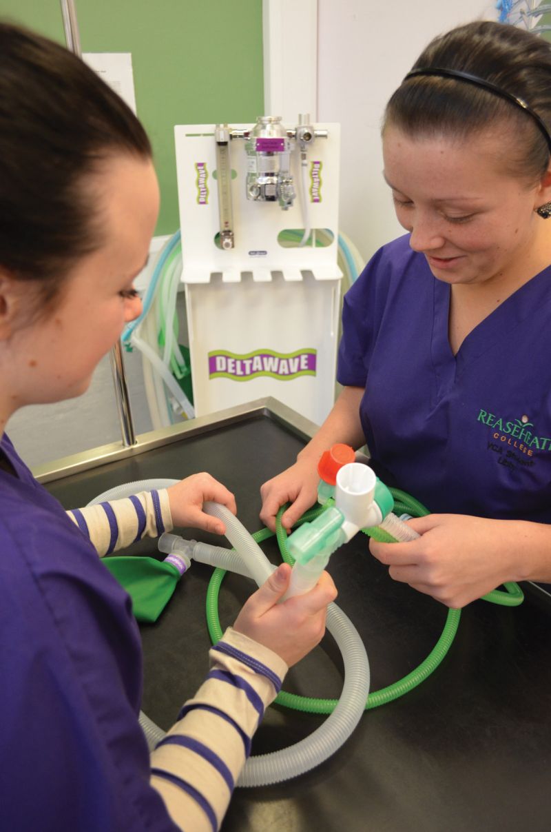 Vet Nursing 3 Reaseheath College - Gorgeous Gradient Texture - Desktop