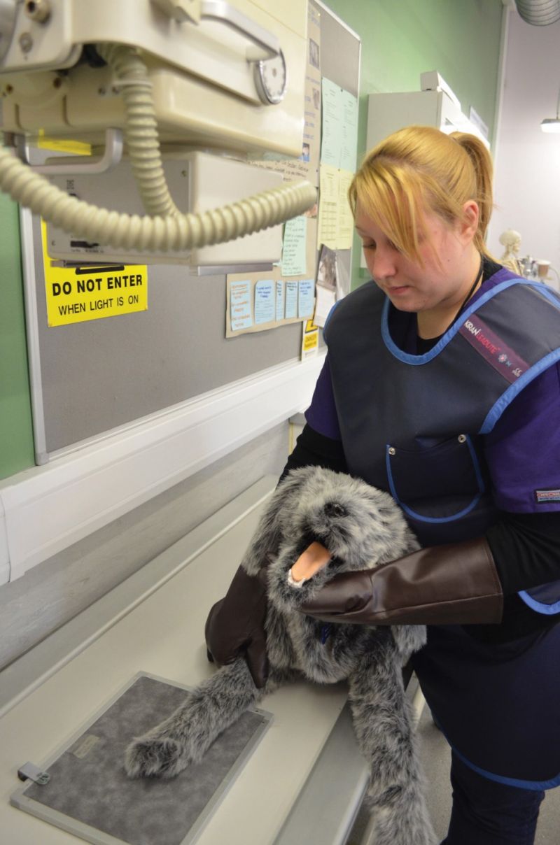 Meet Recently Qualified Vet Nurse Reaseheath College - Nature Photo Collection - Desktop Quality