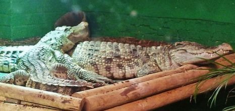 Rhes Fundraise For Crocodiles Of The World Reaseheath College - Download Creative Gradient Illustration | Ultra HD