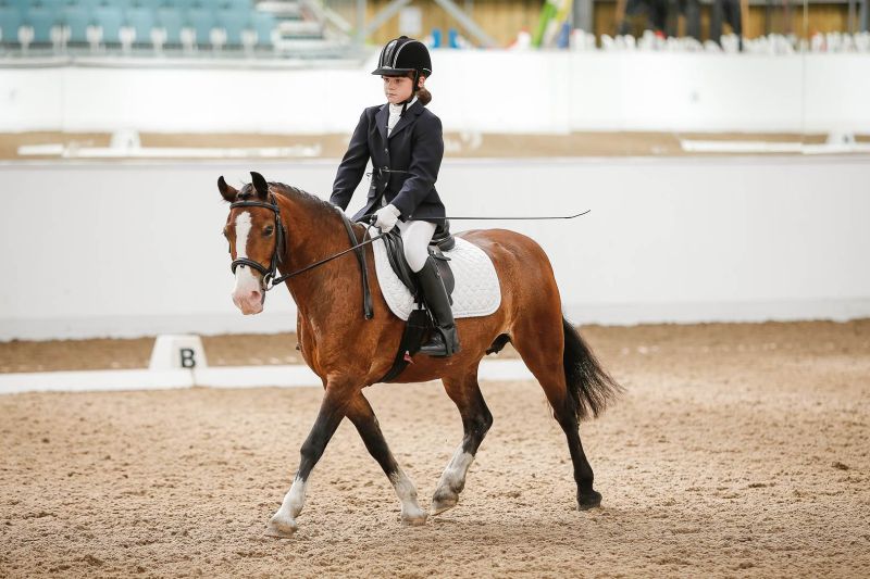 Unaffiliated Showjumping Results Reaseheath College - Modern High Resolution Minimal Backgrounds | Free Download