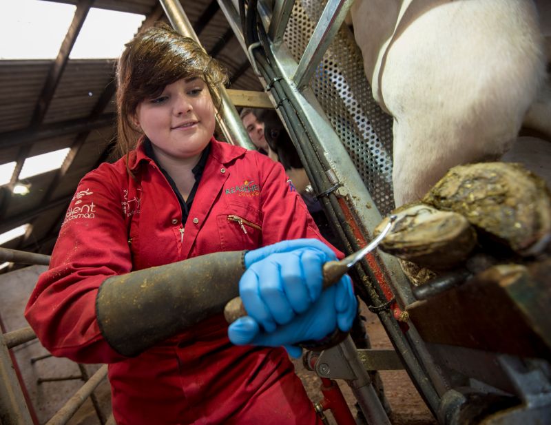 Wearereaseheath Tlevels Apprenticeships Agriculture Reaseheath College - Creative HD Minimal Backgrounds | Free Download