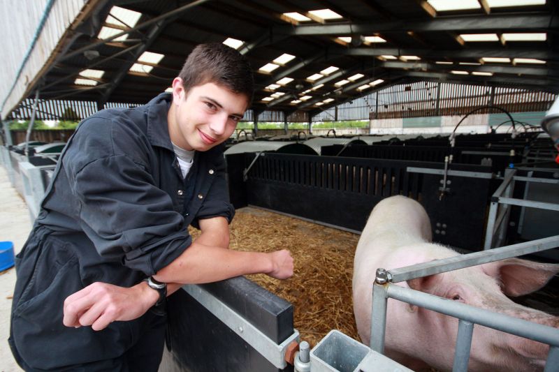 Agriculture Student Carrying Out Sheep Identification Reaseheath College - Best Nature Backgrounds in 8K