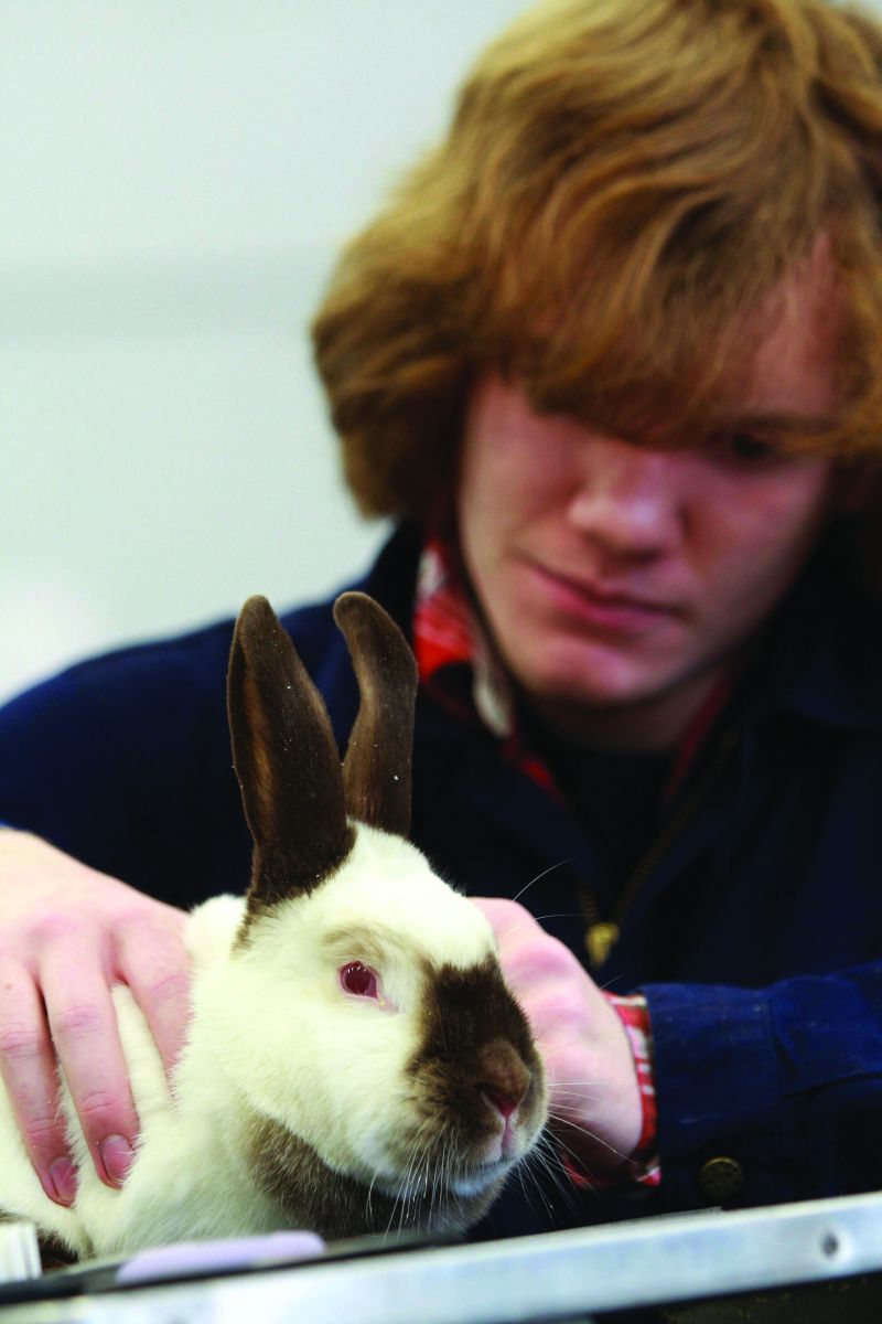 Foundation Student Grooming A Horse Reaseheath College - Professional Retina Geometric Designs | Free Download