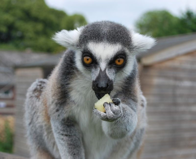 Adult Courses At Reaseheath Reaseheath College - Vintage Image Collection - High Resolution Quality