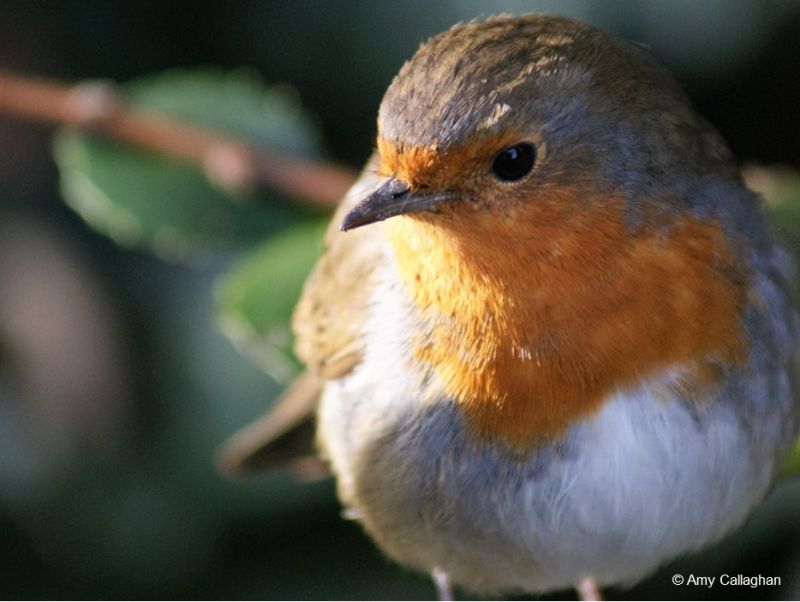 Wildlife Undergraduates Introduced To Life Behind The Lens Reaseheath College - Landscape Arts - Modern Full HD Collection