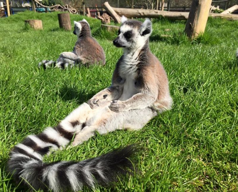 Reaseheath Zoo Map Reaseheath College - Modern Gradient Picture - 4K