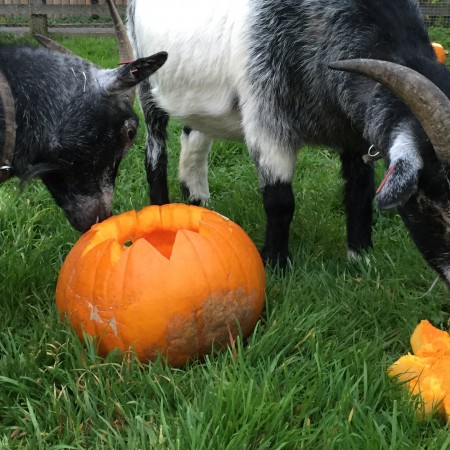 Lamb Butchery Masterclass Reaseheath College - Stunning City Image - HD