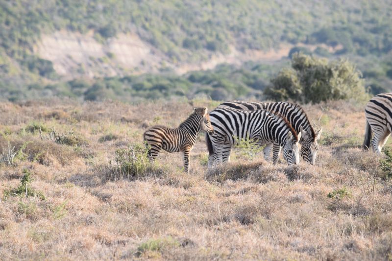 Animal Management Study Tour Reaseheath College - Best Vintage Wallpapers in Retina